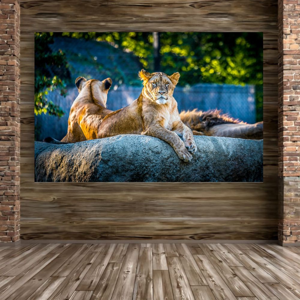 Cuadros Decorativos Animales 143cm X 89cm Tela Brillante Marco Madera
