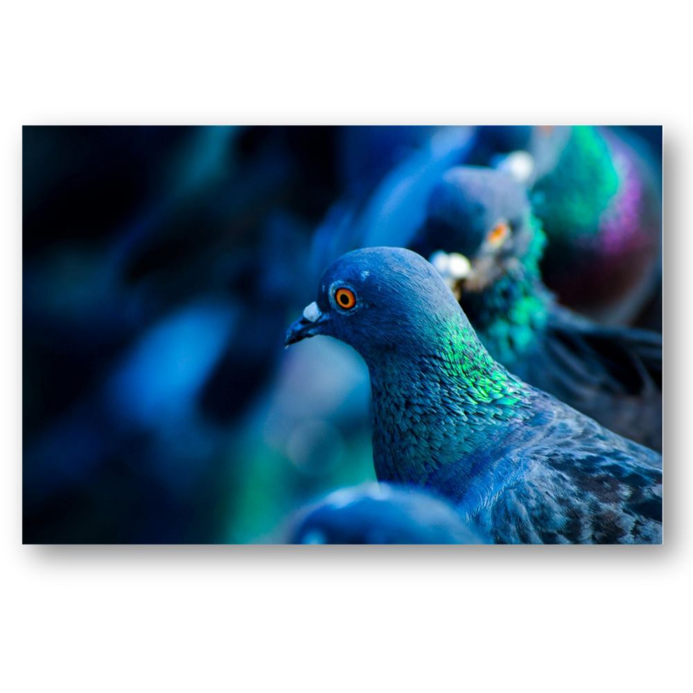 Cuadro Decorativo Animal Palomas 143cm X 89cm Tela Brillante Marco Madera