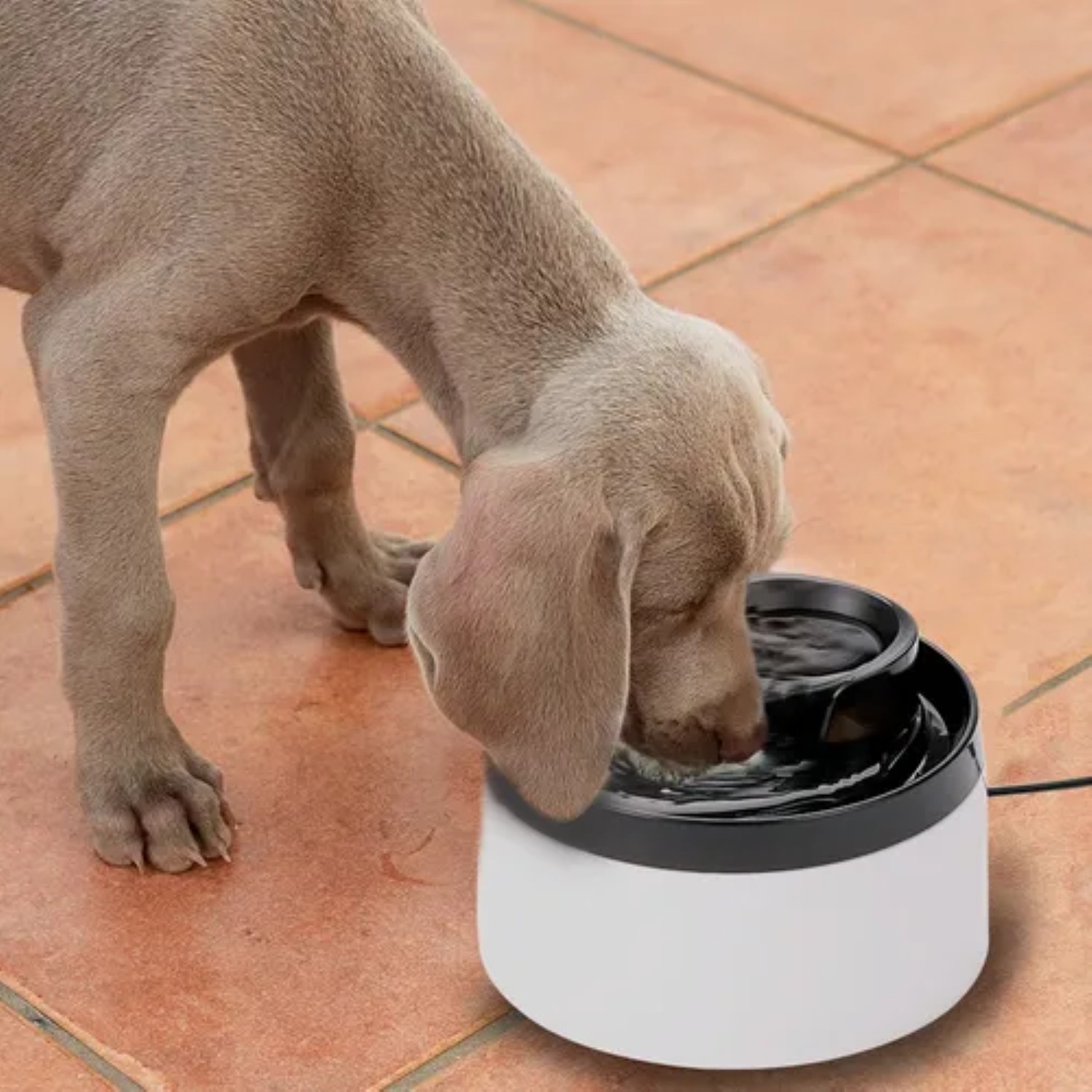 Bebedero Para Perro Tipo Fuente 2 Lts Mascotas Blanco/Negro