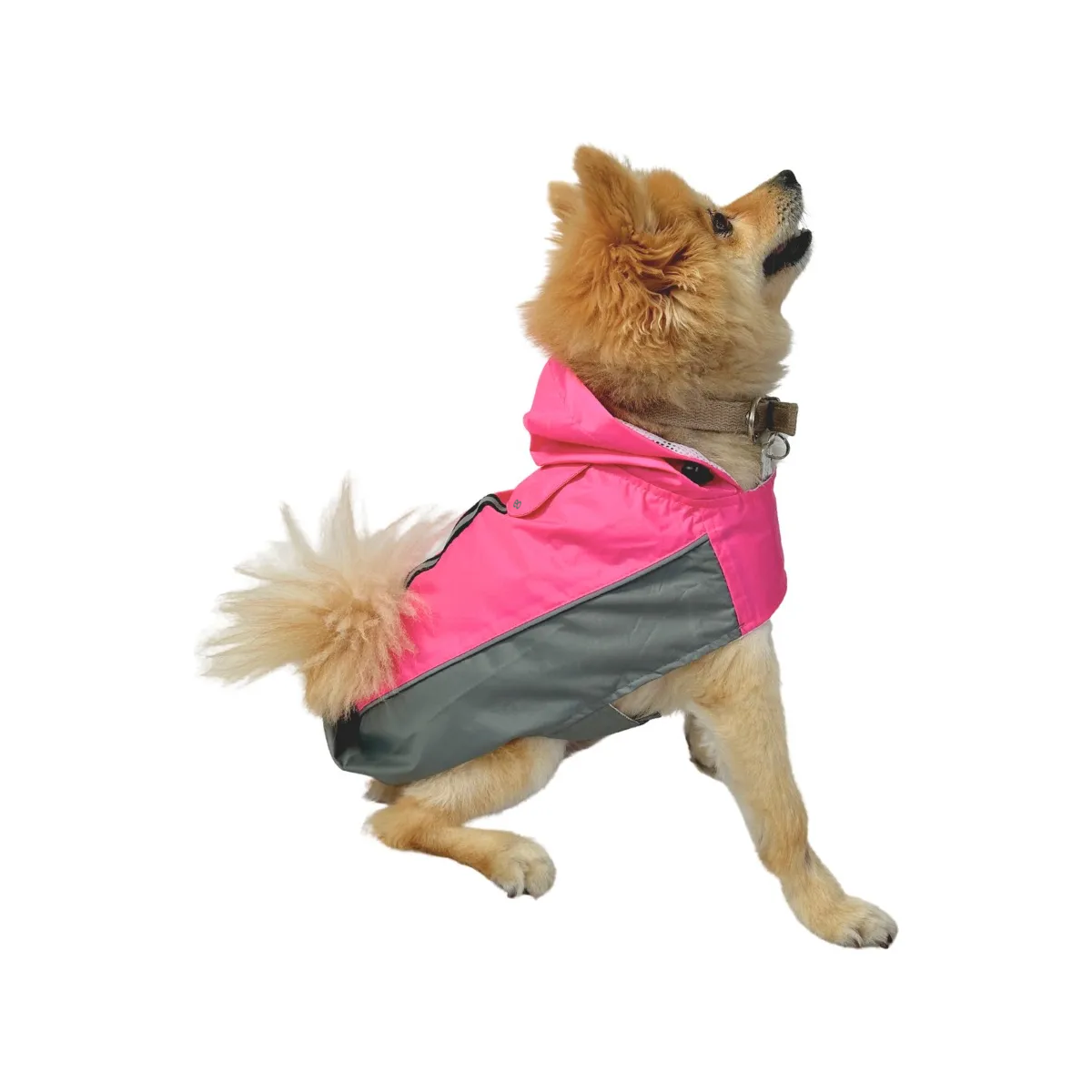 Impermeable Para Gato Perro Ropa De Lluvia Talla CH - Rosa