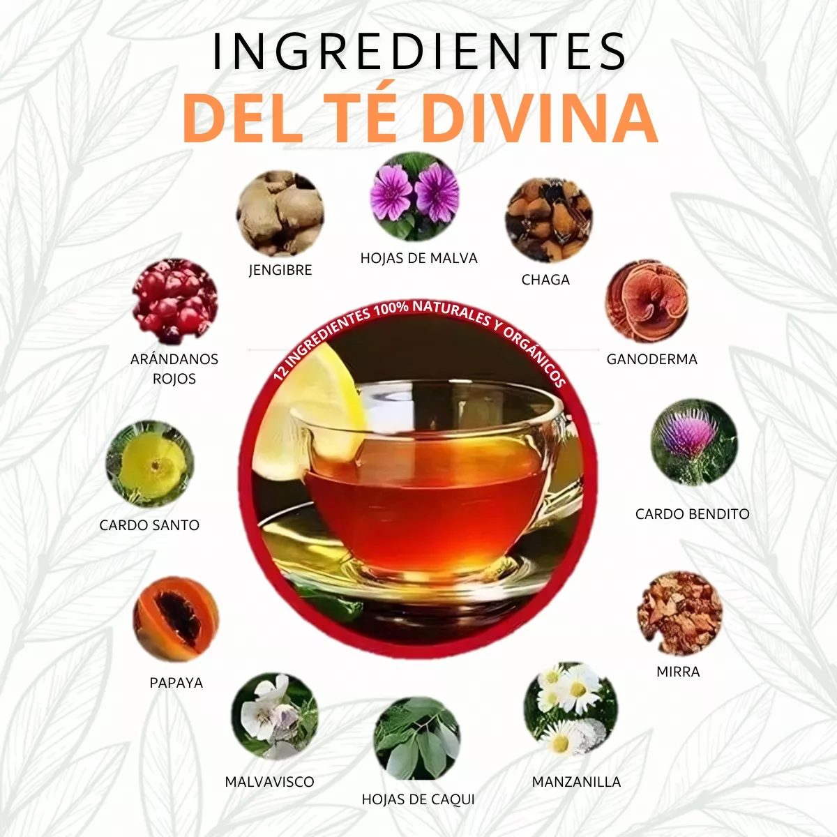 Té Divina Original 2 Sobres – Detox Natural para 2 Semanas – Vida Divina con 12 Hierbas Sin Cafeína